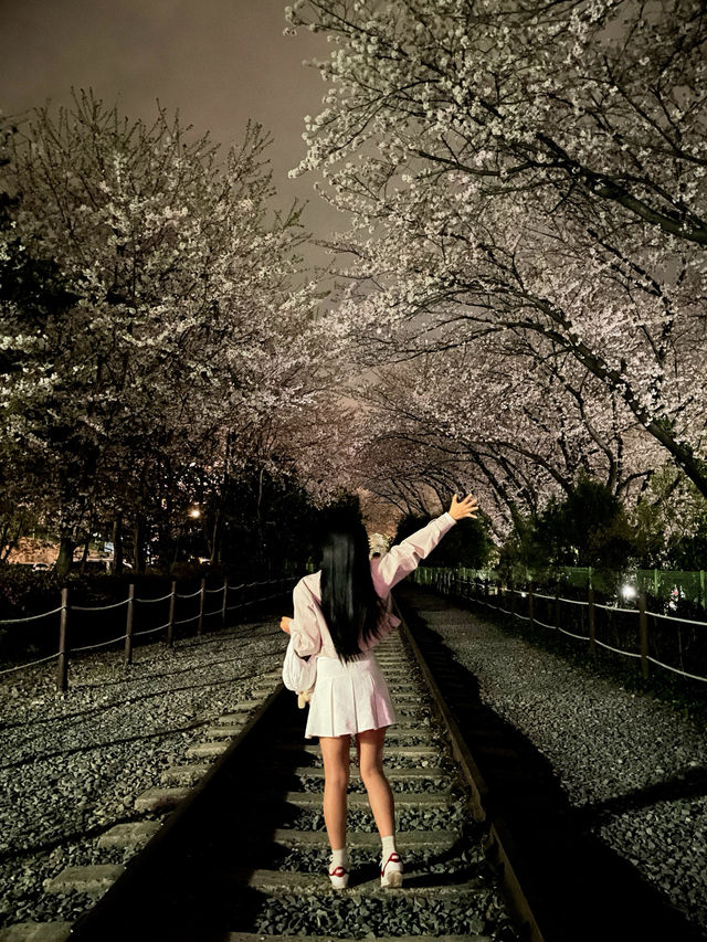 야간도 너무 예쁜 진해 군항제💗