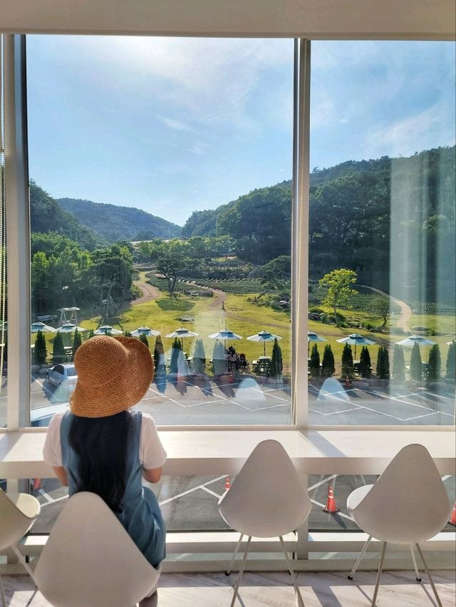 현시각 수국도 라벤더도 다 볼수 있는 양산카페💜