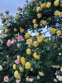 지리산과 장미 콜라보가 아름다운 하동카페🌹🌿