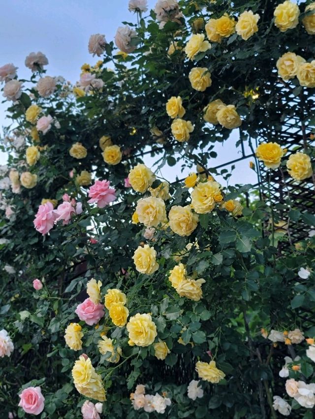 지리산과 장미 콜라보가 아름다운 하동카페🌹🌿