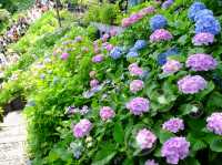 【東京近郊】‼️5月29日開始繡球花盛開見頃活動(2) ‼️ @鎌倉長谷寺，六月必遊景點！