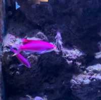 【沖縄観光】優雅に泳ぐジンベイザメが魅力の水族館
