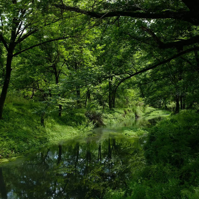 「春遊必去！鈴原濕原：自然美景、豐富生態，攝影愛好者的天堂！」