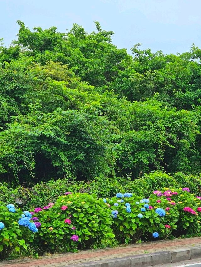 제주 무료 수국명소