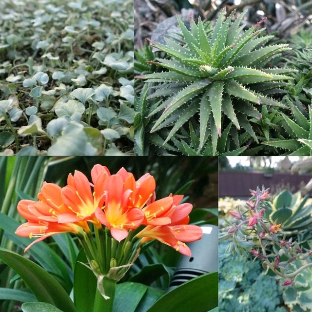 新加坡奇幻世界花園😻