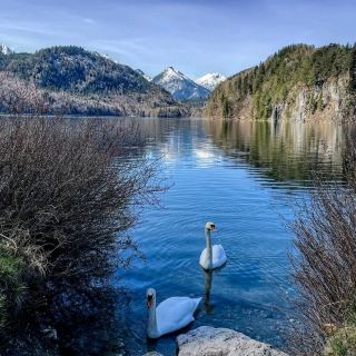 Alpsee Hohenschwangau