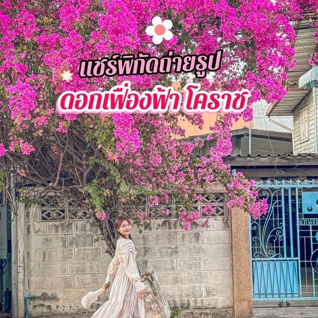 แจกพิกัดถ่ายรูปกับดอกเฟื่องฟ้าโคราช