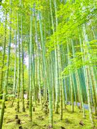 〜京都府〜もはやアート！穴場日本庭園