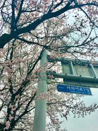 【首爾】韓國廣播系統大樓外的櫻花大道：如有天櫻花正開，沉浸在浪漫的春日氛圍之中