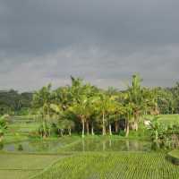 Rice Terraces