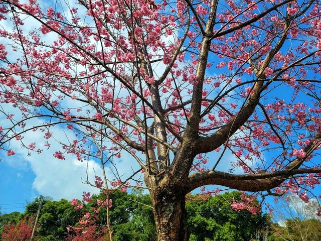 【南投】清境農場旅行～青青草原、小瑞士花園、合歡山日出，享受親子旅行