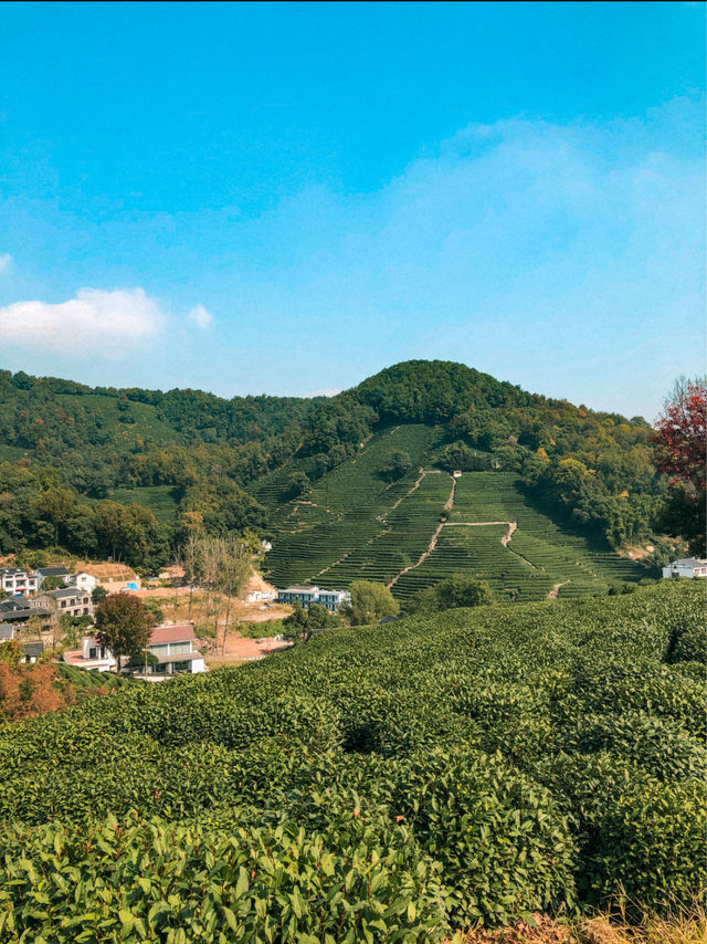 Hiking through Longjing Tea Fields in Hangzhou 🇨🇳