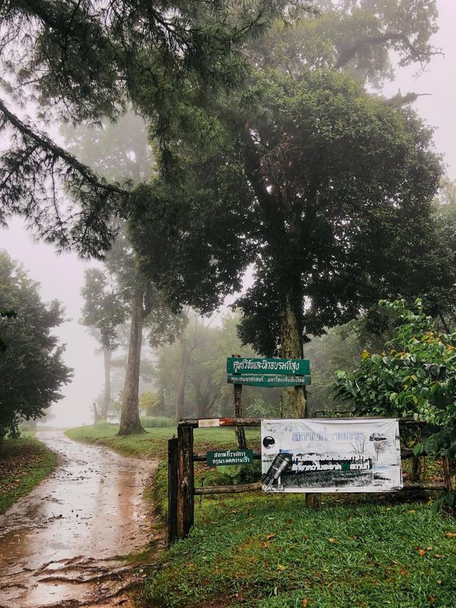 ฤดูฝน สันป่าเกี๊ยะ เชียงดาว 🌨️