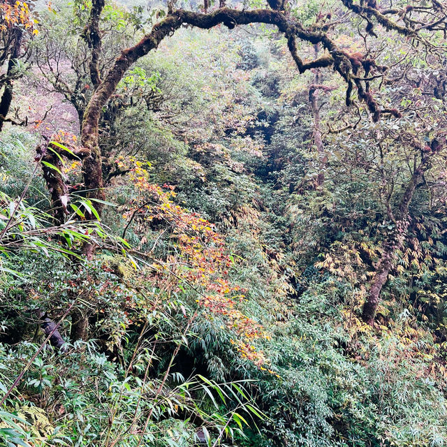 Hiking  “the roof of  Indochina”  Fansipan Mountain 🏔️ 🥾 