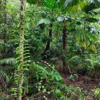 Daintree Rainforest: A Journey into Australia’s Pristine and Ancient Wilderness