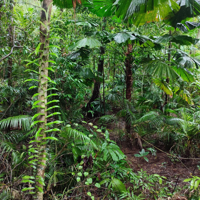Daintree Rainforest: A Journey into Australia’s Pristine and Ancient Wilderness