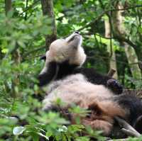 Panda Valley, Dujiangyan: An Enchanting Encounter with Black and White Giants
