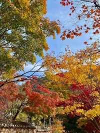 🌳🏠사진명소 곤지암 화담숲 가을에 추천해요💛