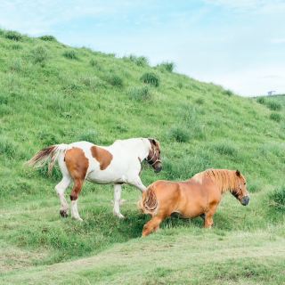 Experience the Free Horse Interaction at Kusasenrigahama