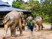 Elephant Jungle Sanctuary Grand Canyon CNX