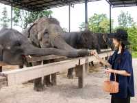Elephant Jungle Sanctuary Grand Canyon CNX