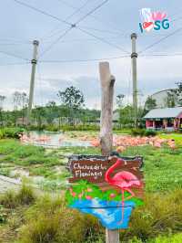 🇸🇬 Flamingo grassland