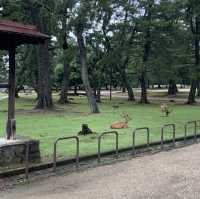 奈良公園の　鹿！！