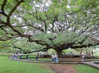 🌳 ต้นจามจุรียักษ์