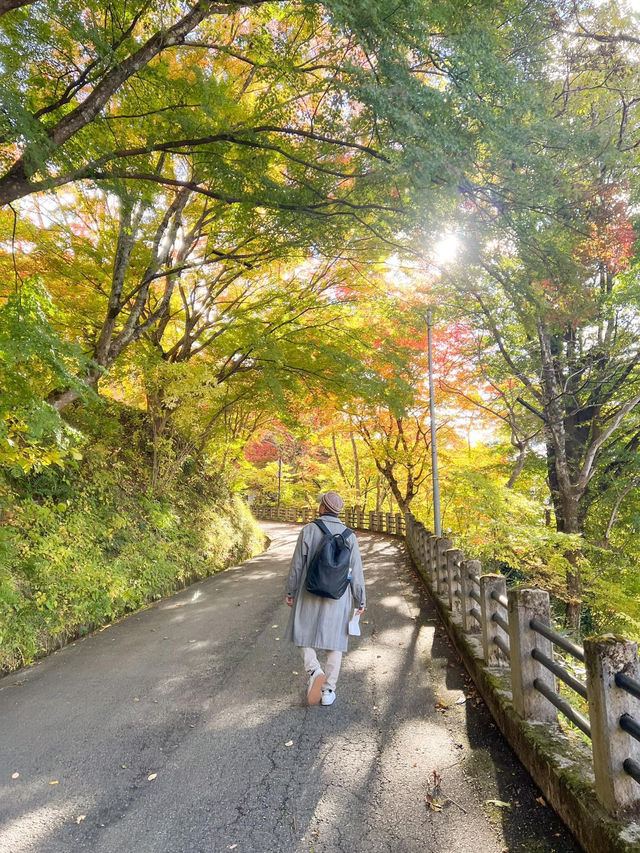Autumn in Takayama 🍁🍂