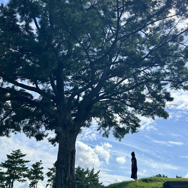 입장료/주차 무료! 나홀로나무를 볼 수 있는 곳💚