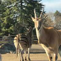 九州自然動物園：放養式的野生探險 🦓🌳