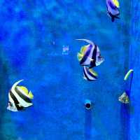 A Fascinating Experience at Underworld Langkawi Aquarium