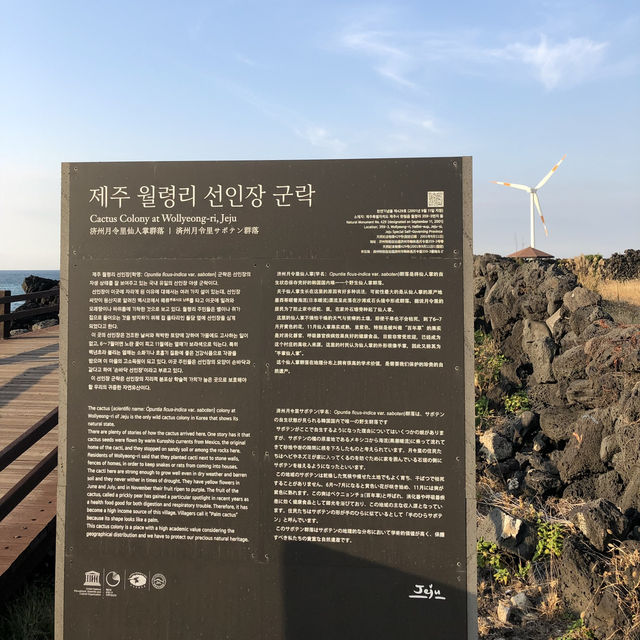 Cactus and Coast: Scenic Walks at Wollyeong-ri 🇰🇷