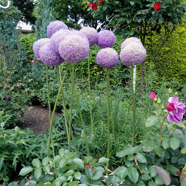 名花之里日式花園