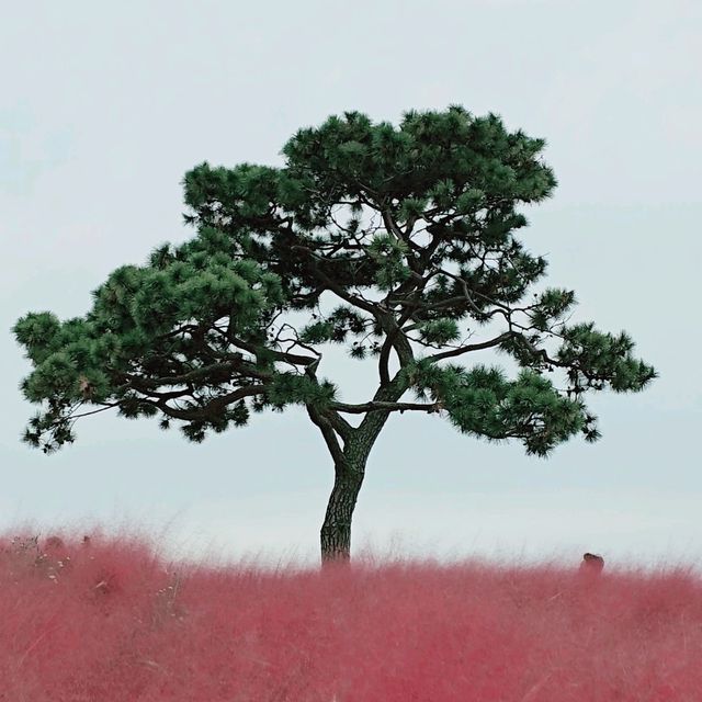 안성팜랜드 핑크뮬리가 아주 예쁘게 폈어요!