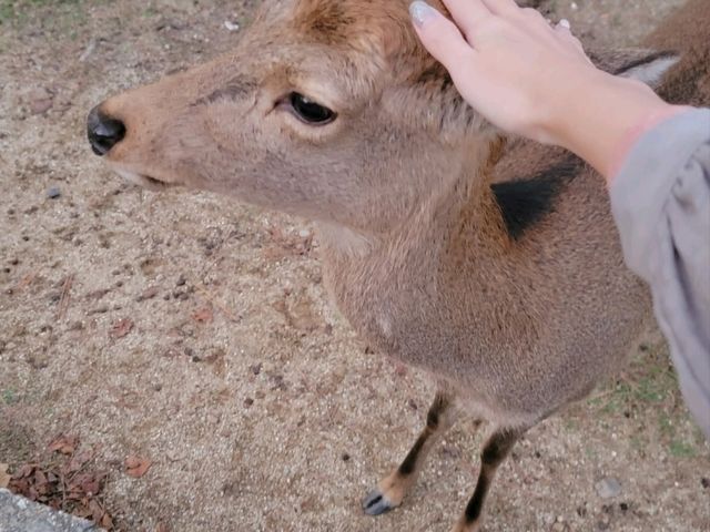 奈良小鹿怎樣都摸不膩