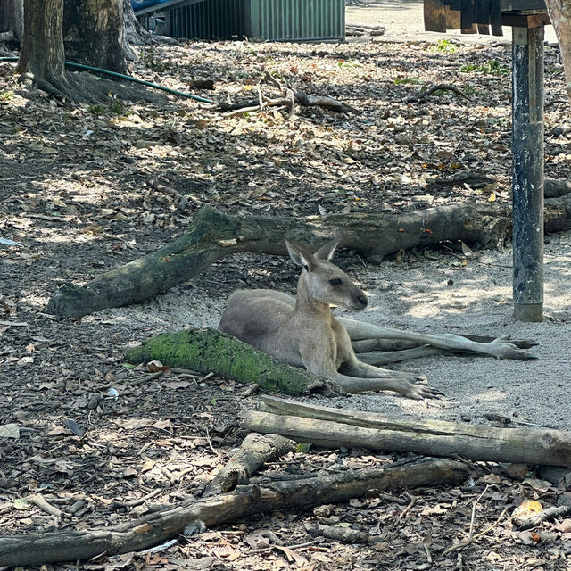 【オーストラリア旅行】Wildlife Habitat 