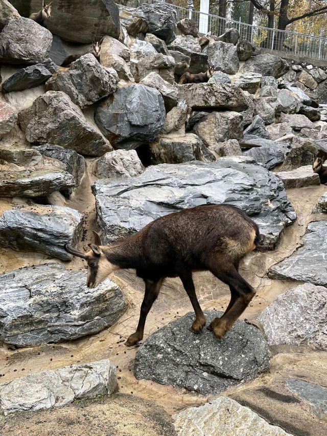 奧地利因斯布魯克動物園
