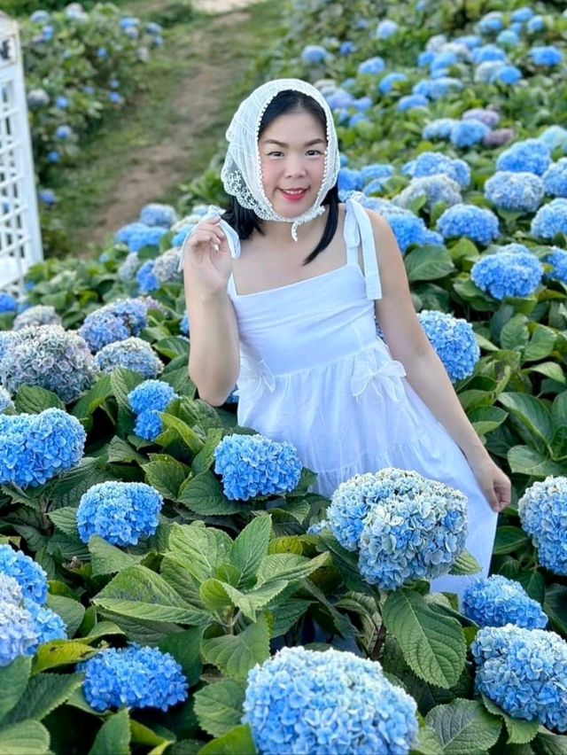Hydrangea san 