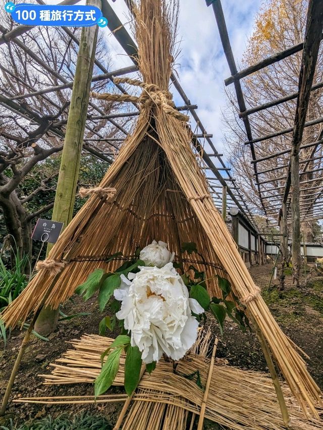 東京賞牡丹花的好去處-上野東照宮牡丹苑