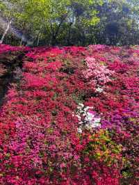 【愛知】美しすぎる色とりどりのツツジの花の壁🌺✨