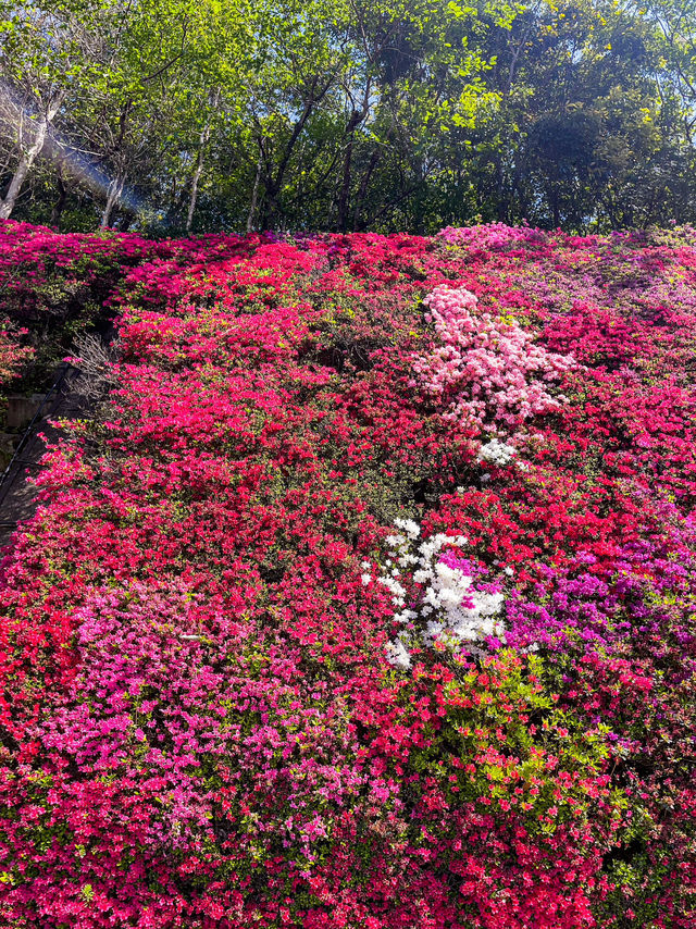 【愛知】美しすぎる色とりどりのツツジの花の壁🌺✨