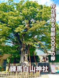 【東京都】存在感ある樹齢900年の欅