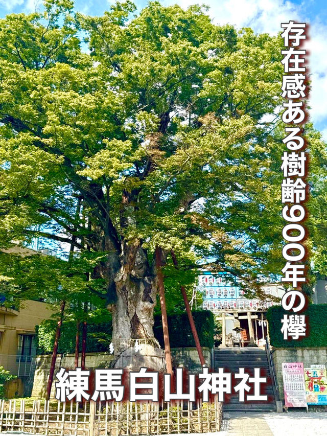 【東京都】存在感ある樹齢900年の欅