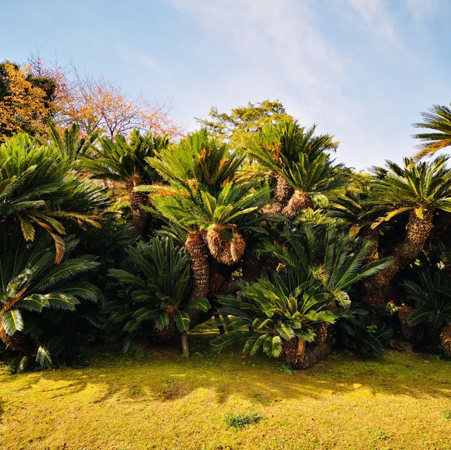 Autumn Magic: A Colorful Escape at Okayama Korakuen Garden!