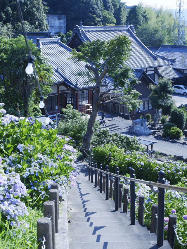 名古屋打卡聖地：形原溫泉紫陽花祭 