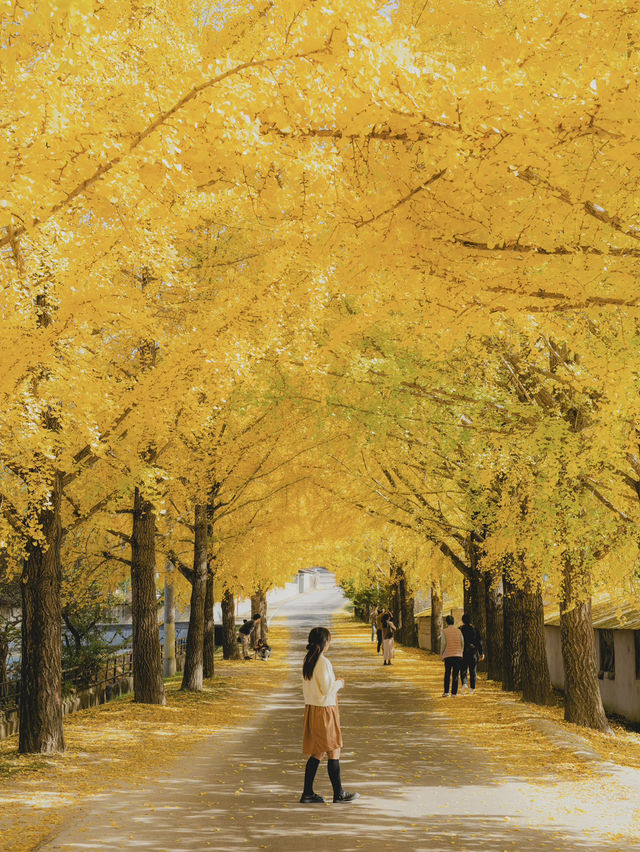 노랑빛 물결 가득 동화같은 마을 풍경💛 