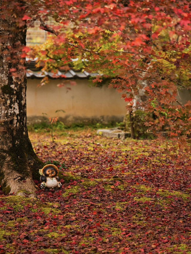 【ここ行って】本当は教えたくない🙅様々な顔が見える紅葉寺院✨※見どころ付き