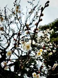 ไปขอพรเรื่องเรียนที่ Dazaifu Tenmangu
