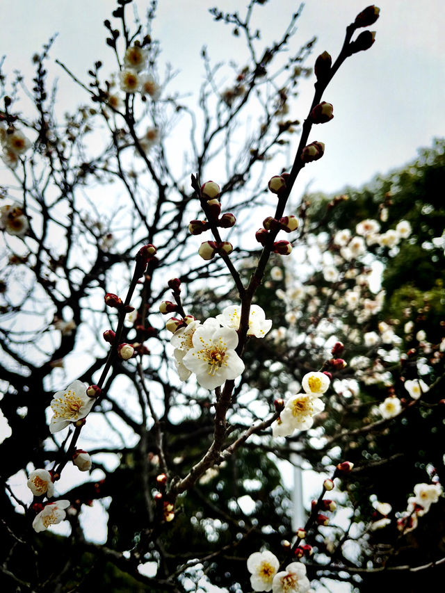 ไปขอพรเรื่องเรียนที่ Dazaifu Tenmangu
